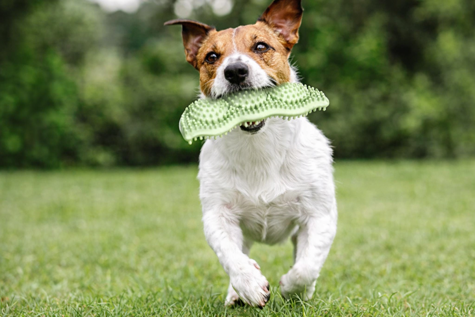 New Pet Toy Chew Teeth Stick Dog Toy Ball Bite Resistant Interaction