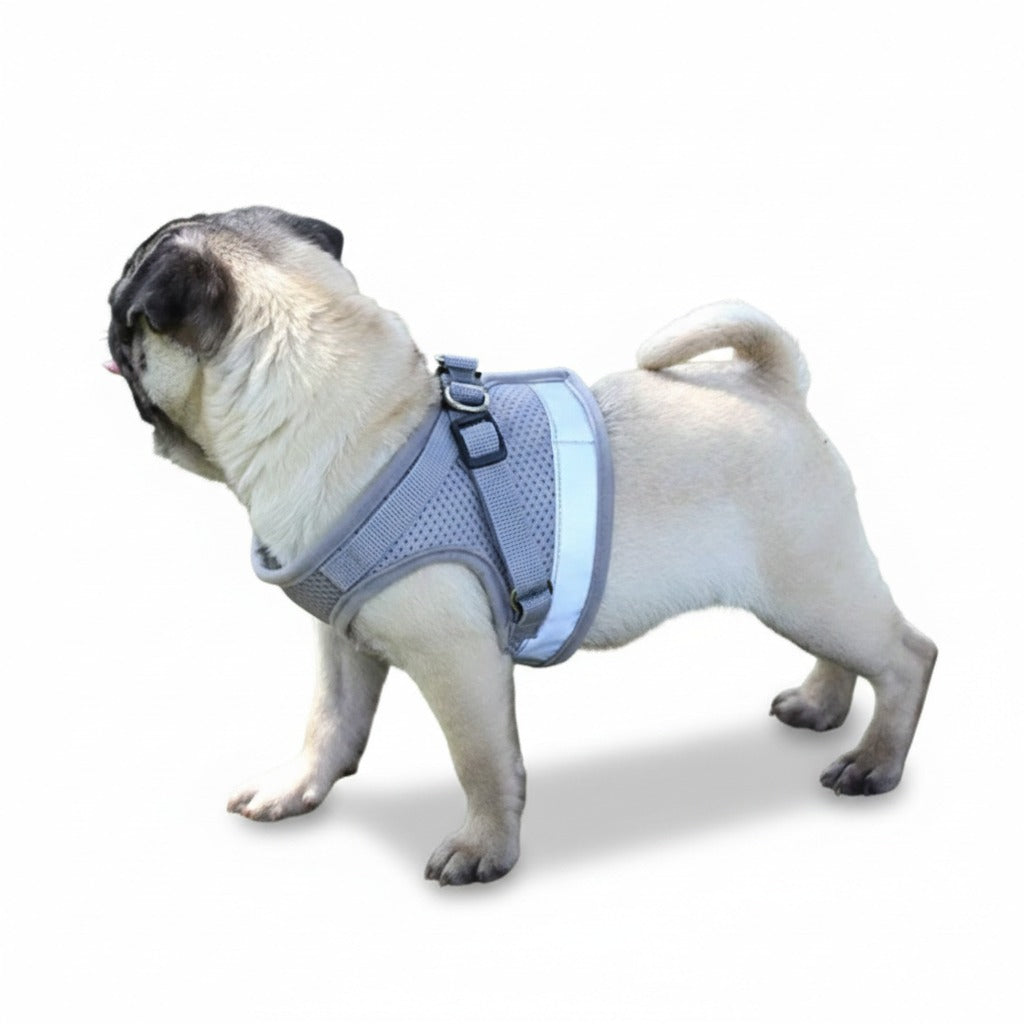 Dog Harness And Leash Set